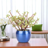 Fortune Jade Plant in glossy blue ceramic pot placed on wooden table, ideal indoor potted houseplant for gifting and home decor.